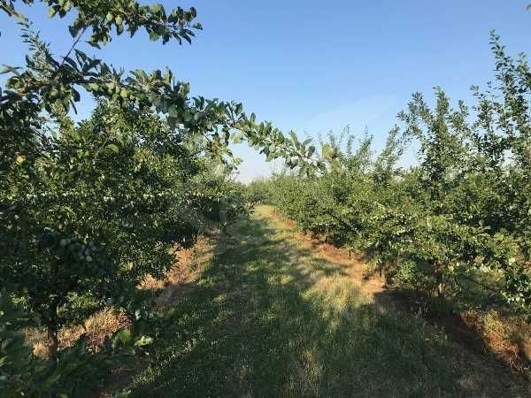 Парцел в с. Маноле, Област Пловдив - 71000 кв.м за 3 €/кв.м - Снимка #1