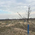 Парцел в Карлово - 21000 кв.м за 5 €/кв.м - Снимка #1