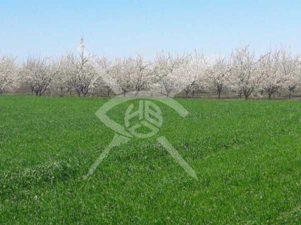 Парцел в с. Цалапица, Област Пловдив - 8000 кв.м за 5 €/кв.м - Снимка #1