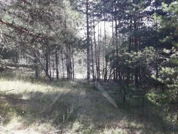 Парцел в с. Студенец, Област Смолян - 10756 кв.м за 6 €/кв.м - Снимка #1