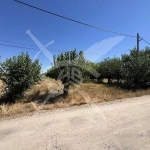 Парцел в с. Цалапица, Област Пловдив - 3181 кв.м за 39 €/кв.м - Снимка #1