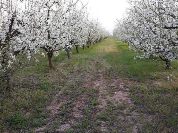 Парцел в с. Караджово, Област Пловдив - 25000 кв.м за 3 €/кв.м - Снимка #1