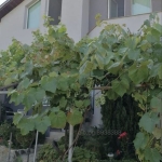 Къща в с. Стоб, Област Кюстендил - 115 кв.м за 577 €/кв.м - Снимка #1