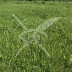 Парцел в с. Брестник, Област Пловдив - 680 кв.м за 85 €/кв.м - Снимка #1