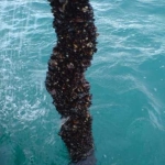 Земеделски имот в Каварна -  кв.м за 531 €/дка - Снимка #1