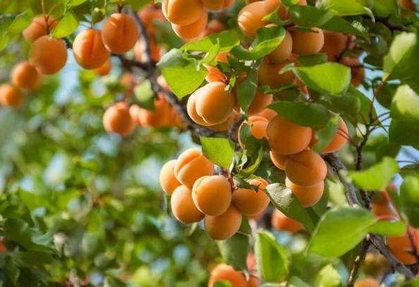 Земеделски имот в Тутракан -  кв.м за 361 €/дка - Снимка #1