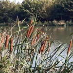 Парцел в с. Никюп, Област Велико Търново - 12800 кв.м за 12 €/кв.м - Снимка #1