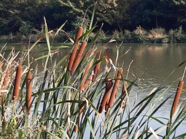 Парцел в с. Никюп, Област Велико Търново - 12800 кв.м за 12 €/кв.м - Снимка #1