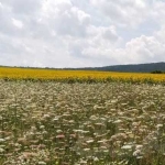 Парцел в с. Нови хан, Област София-област - 3650 кв.м за 40 €/кв.м - Снимка #1