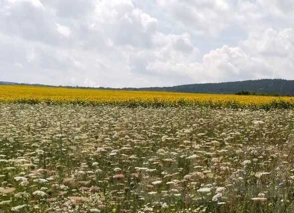 Парцел в с. Нови хан, Област София-област - 3650 кв.м за 40 €/кв.м - Снимка #1