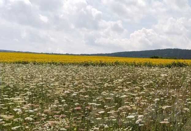 Парцел в с. Нови хан, Област София-област - 3650 кв.м за 40 €/кв.м - Снимка #1