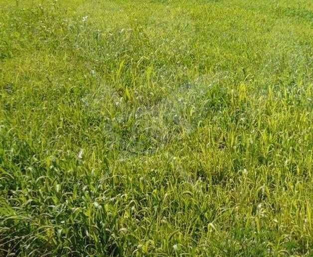 Парцел в с. Крушево, Област Пловдив - 1850 кв.м за 28 €/кв.м - Снимка #1