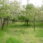 Къща в с. Ведрина, Област Добрич - 70 кв.м за 343 €/кв.м - Снимка #1