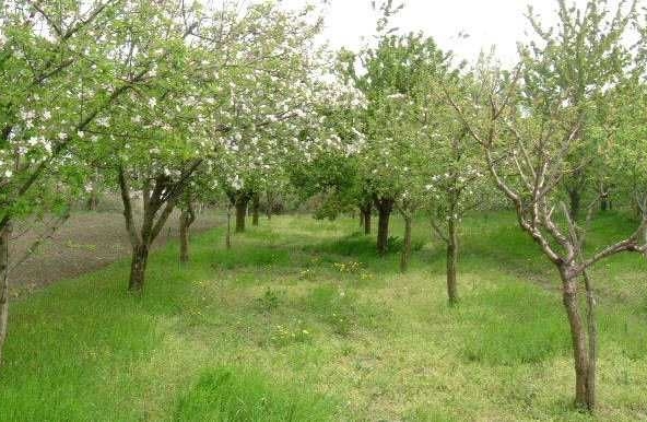 Къща в с. Ведрина, Област Добрич - 70 кв.м за 343 €/кв.м - Снимка #1