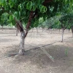 Парцел в с. Градина, Област Пловдив - 10450 кв.м за 7 €/кв.м - Снимка #1