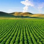 Земеделски имот в с. Ракитница, Област Стара Загора -  кв.м за 875 €/дка - Снимка #1