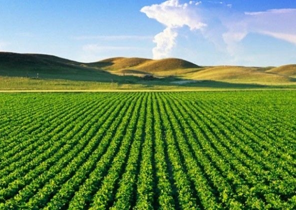 Земеделски имот в с. Ракитница, Област Стара Загора -  кв.м за 875 €/дка - Снимка #1