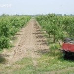 Дава се под наем Парцел в с. Първенец, Област Пловдив - 12000 кв.м за 1275 € - Снимка #1