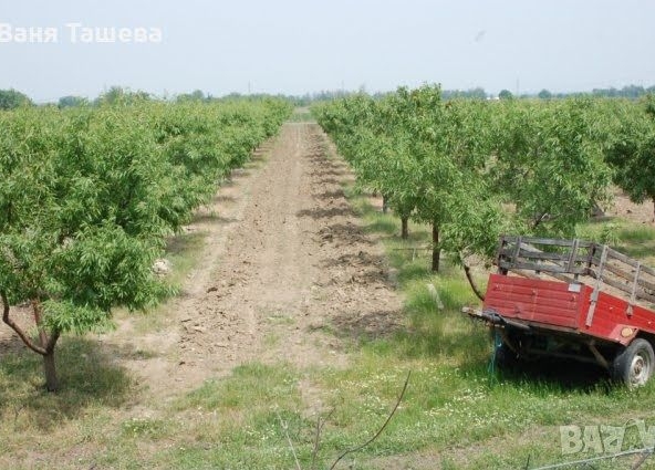 Дава се под наем Парцел в с. Първенец, Област Пловдив - 12000 кв.м за 1275 € - Снимка #1