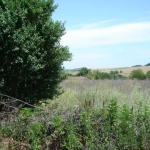 Парцел в с. Сноп, Област Добрич - 3125 кв.м за 2 €/кв.м - Снимка #1