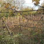 Парцел в Русе, Долапите - 708 кв.м за 5 €/кв.м - Снимка #1