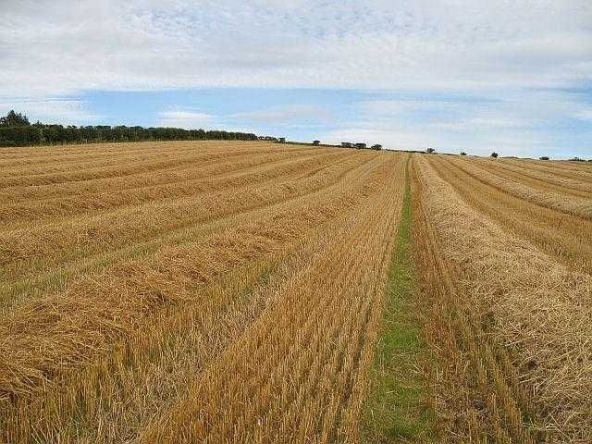 Земеделски имот в Дулово -  кв.м за 85 €/дка - Снимка #1