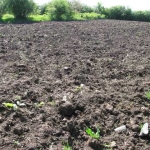 Парцел в с. Безводица, Област Добрич - 1784 кв.м за 2 €/кв.м - Снимка #1