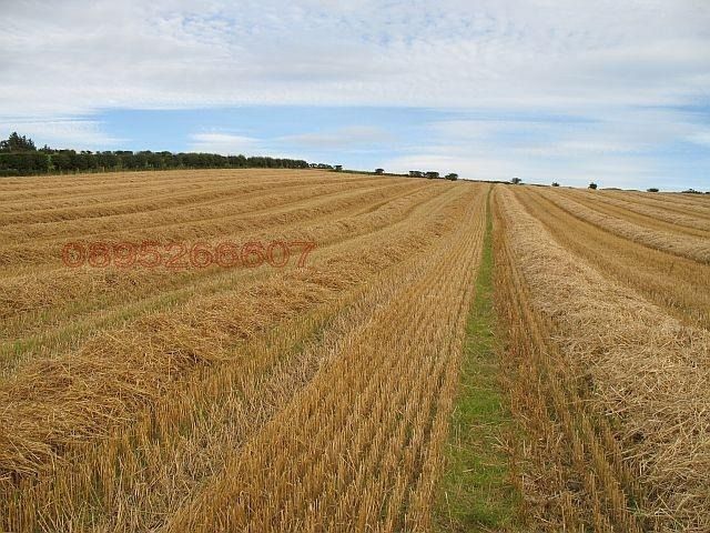 Земеделски имот в с. Мало Конаре, Област Пазарджик -  кв.м за 510 €/дка - Снимка #1
