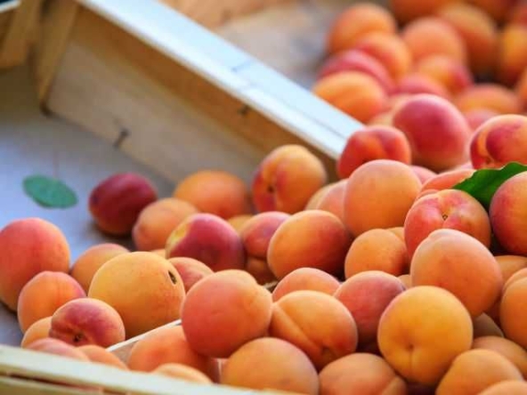 Земеделски имот в с. Зафирово, Област Силистра -  кв.м за 243 €/дка - Снимка #1