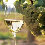 Дава се под наем Парцел в с. Браниполе, Област Пловдив - 6000 кв.м за 51 € - Снимка #1