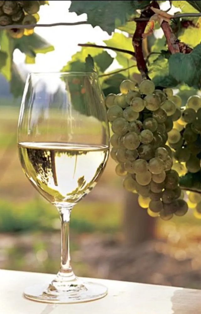 Дава се под наем Парцел в с. Браниполе, Област Пловдив - 6000 кв.м за 51 € - Снимка #1