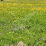 Парцел в с. Соколица, Област Пловдив - 5999 кв.м за 2 €/кв.м - Снимка #1