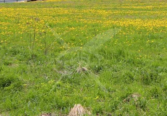 Парцел в с. Соколица, Област Пловдив - 5999 кв.м за 2 €/кв.м - Снимка #1