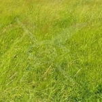 Парцел в с. Златитрап, Област Пловдив - 5000 кв.м за 20 €/кв.м - Снимка #1