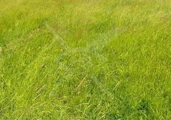 Парцел в с. Златитрап, Област Пловдив - 5000 кв.м за 20 €/кв.м - Снимка #1