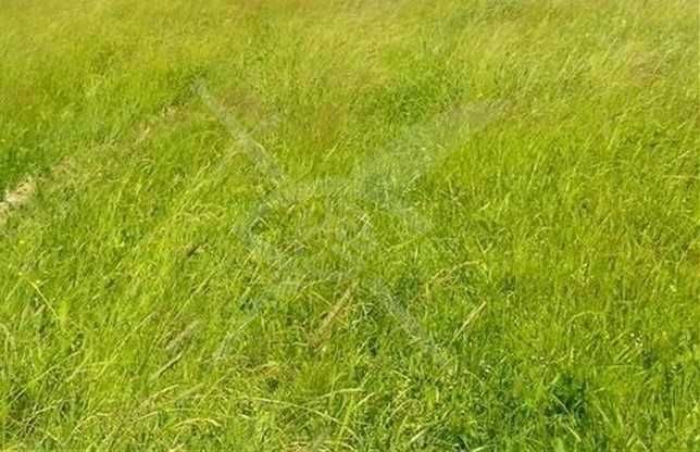 Парцел в с. Златитрап, Област Пловдив - 5000 кв.м за 20 €/кв.м - Снимка #1