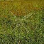 Парцел в Раковски - 2000 кв.м за 17 €/кв.м - Снимка #1