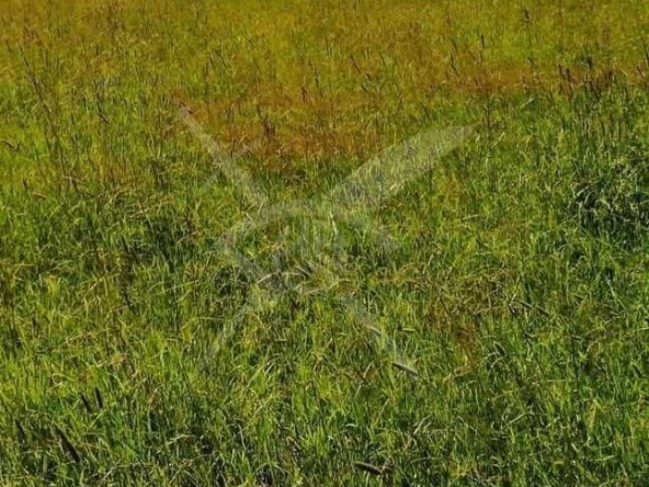 Парцел в Раковски - 2000 кв.м за 17 €/кв.м - Снимка #1