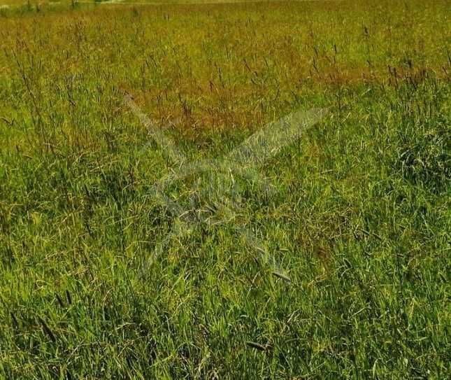 Парцел в Раковски - 2000 кв.м за 17 €/кв.м - Снимка #1