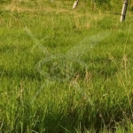 Парцел в с. Дедово, Област Пловдив - 3801 кв.м за 12 €/кв.м - Снимка #1