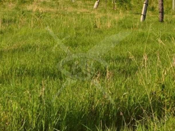 Парцел в с. Дедово, Област Пловдив - 3801 кв.м за 12 €/кв.м - Снимка #1