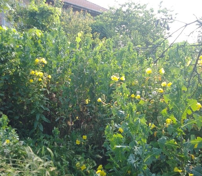 Парцел в с. Леденик, Област Велико Търново - 720 кв.м за 59 €/кв.м - Снимка #1