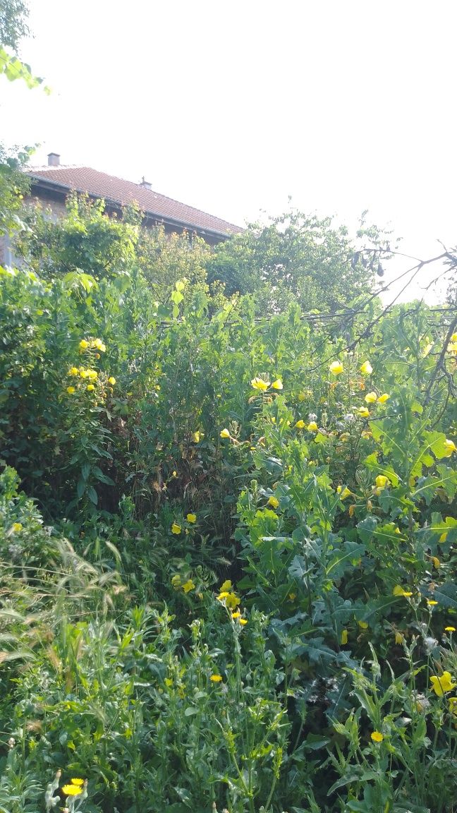 Парцел в с. Леденик, Област Велико Търново - 720 кв.м за 59 €/кв.м - Снимка #1