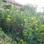 Парцел в с. Леденик, Област Велико Търново - 720 кв.м за 31 €/кв.м - Снимка #1