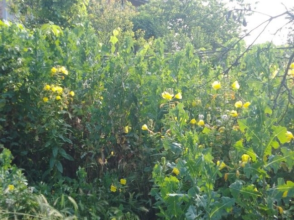 Парцел в с. Леденик, Област Велико Търново - 720 кв.м за 31 €/кв.м - Снимка #1