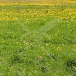 Парцел в Пловдив, Индустриална зона - Север - 5658 кв.м за 56 €/кв.м - Снимка #1