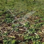 Парцел в с. Ягодово, Област Пловдив - 10000 кв.м за 14 €/кв.м - Снимка #1