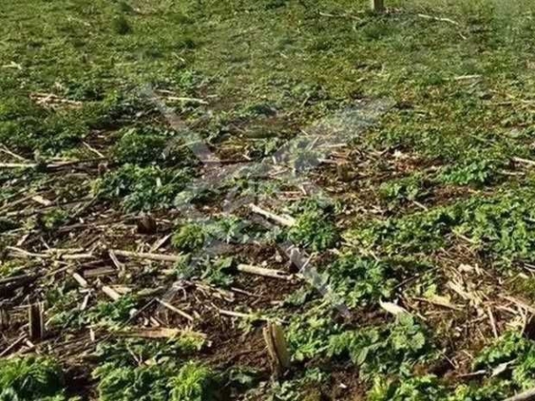 Парцел в с. Ягодово, Област Пловдив - 10000 кв.м за 14 €/кв.м - Снимка #1