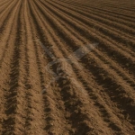 Парцел в с. Скутаре, Област Пловдив - 8000 кв.м за 11 €/кв.м - Снимка #1