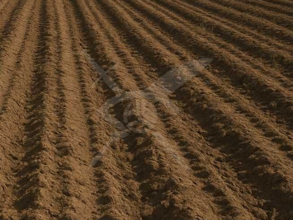 Парцел в с. Скутаре, Област Пловдив - 8000 кв.м за 11 €/кв.м - Снимка #1